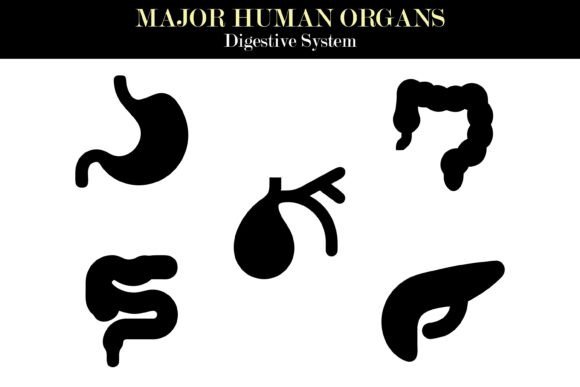 Human Digestive System Organs Silhouette