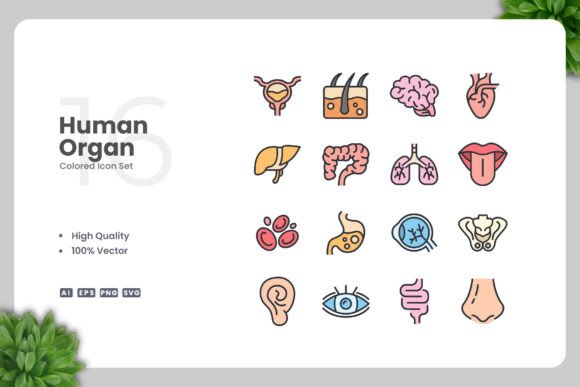 Human Organ Colored Icons for Creative Projects